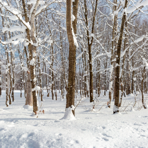 snow-1